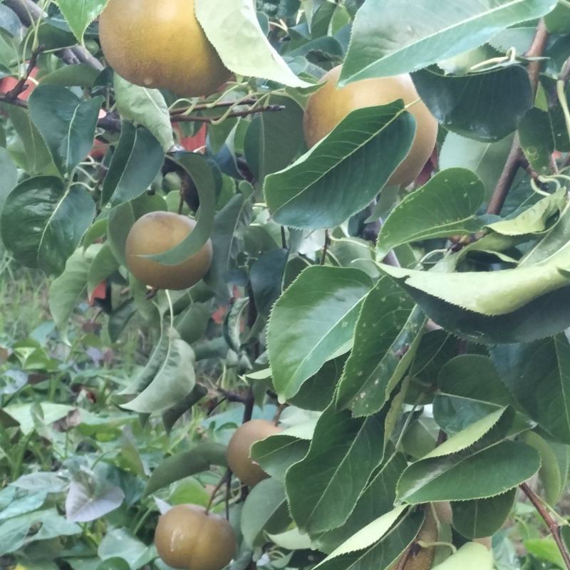 光果圆黄梨