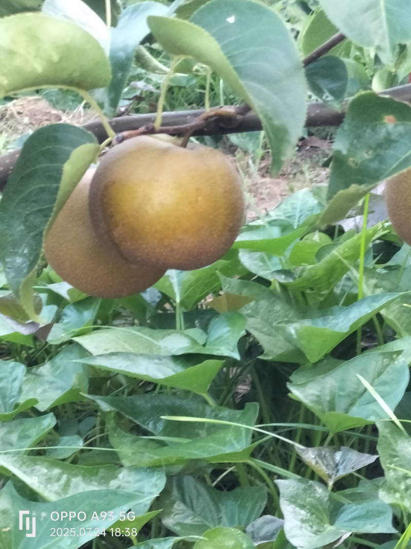光果圆黄梨