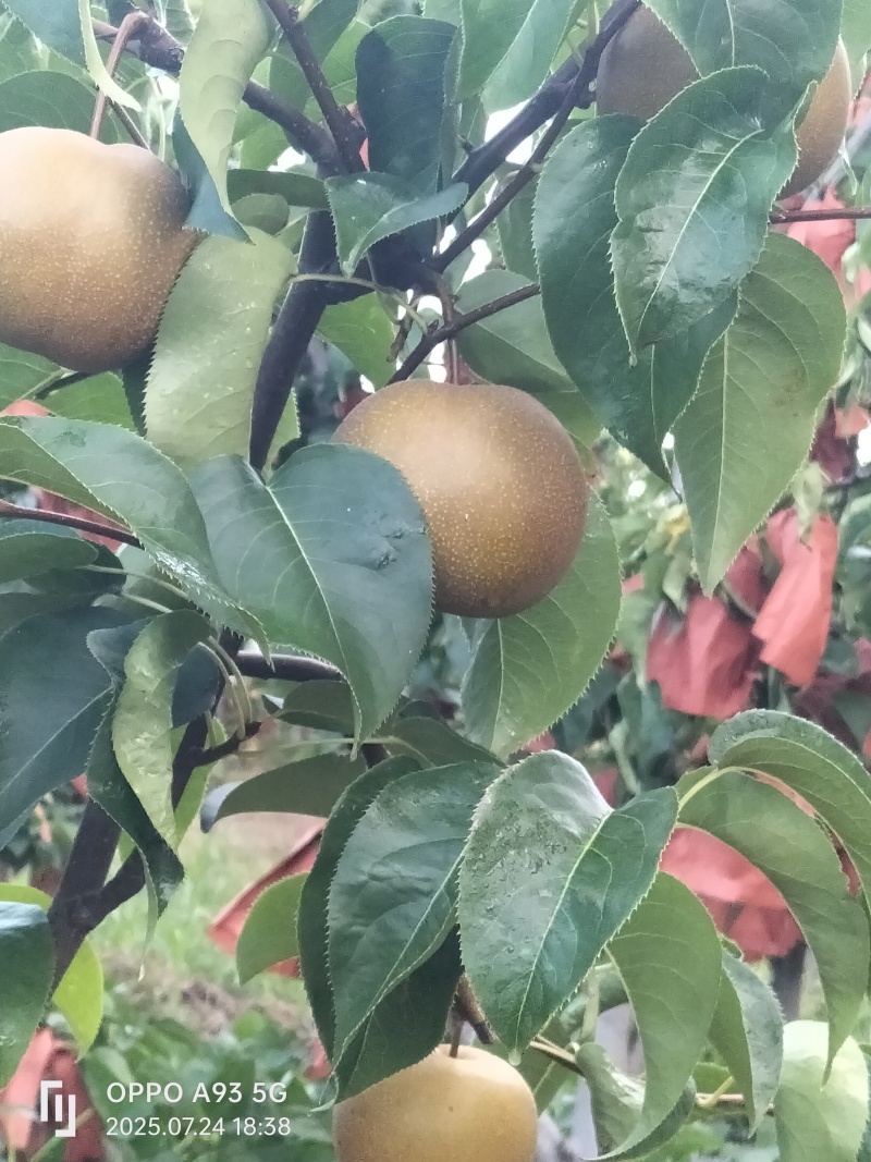 光果圆黄梨