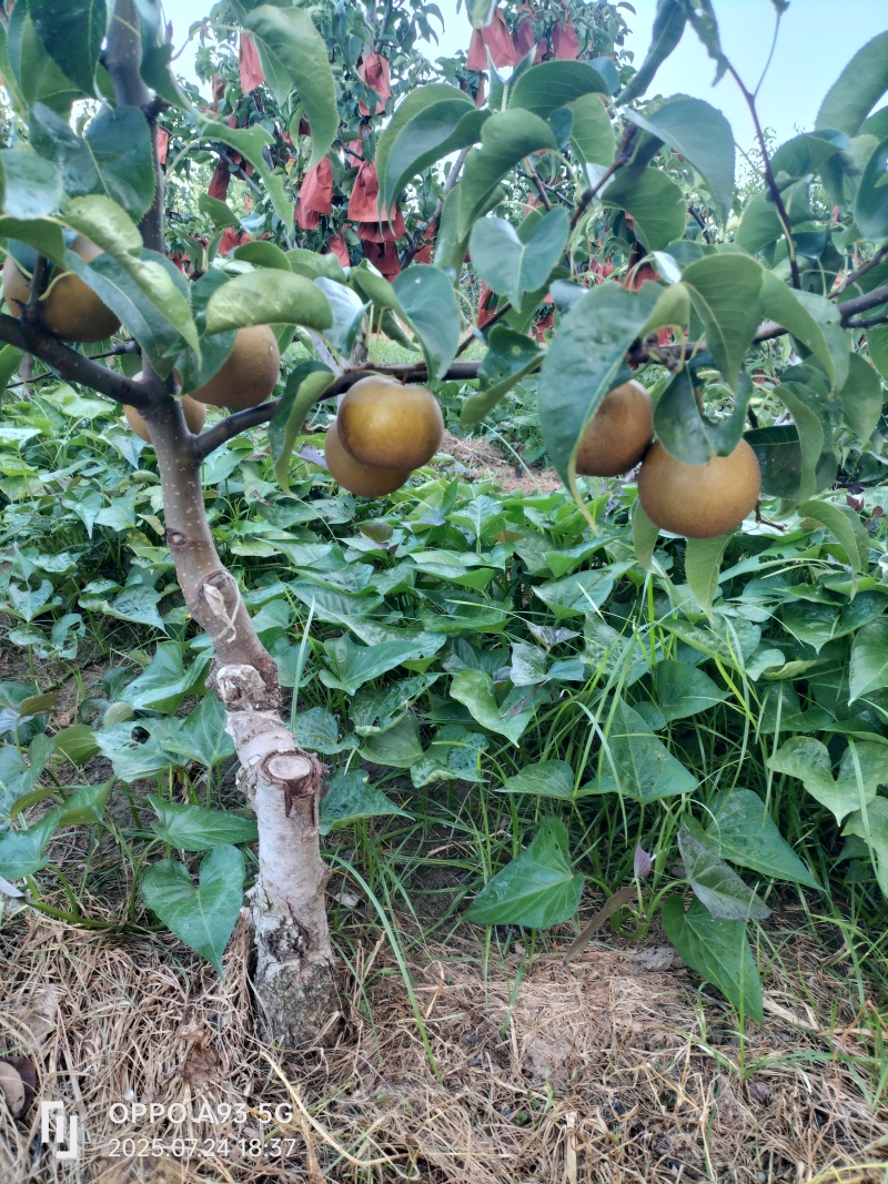 光果圆黄梨