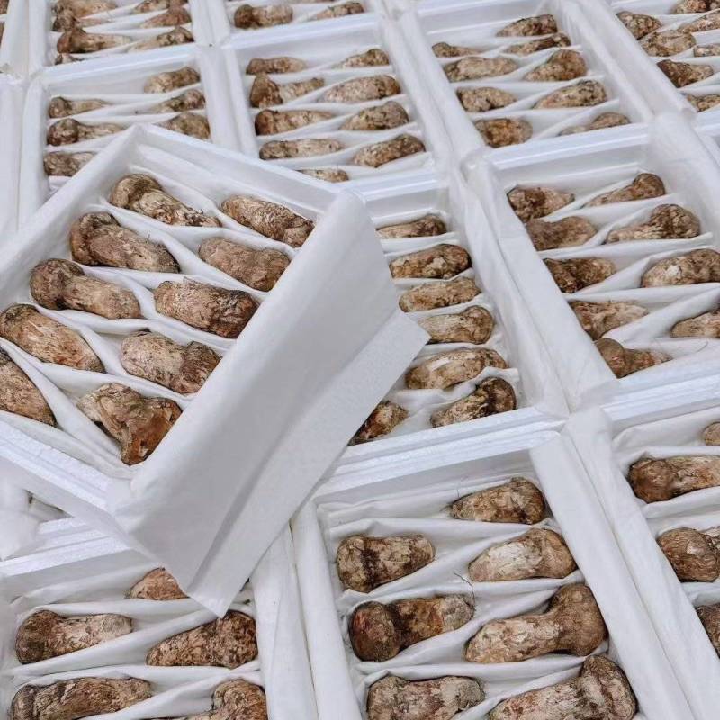 鲜松茸东北顺发货野生松茸每天价格不一样需要询价