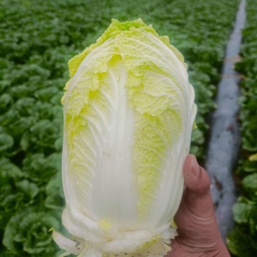 定西黄心娃娃菜个头均匀，口感鲜嫩，支持全国发货