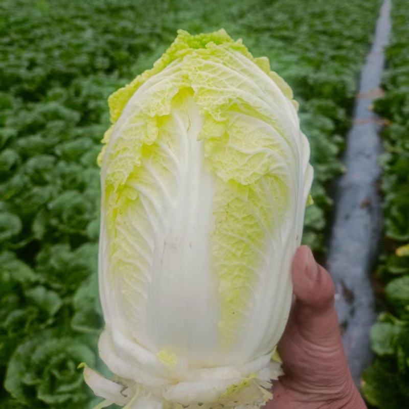 定西黄心娃娃菜个头均匀，口感鲜嫩，支持全国发货