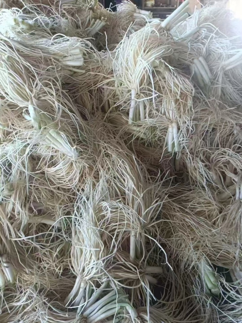 云南苤菜根