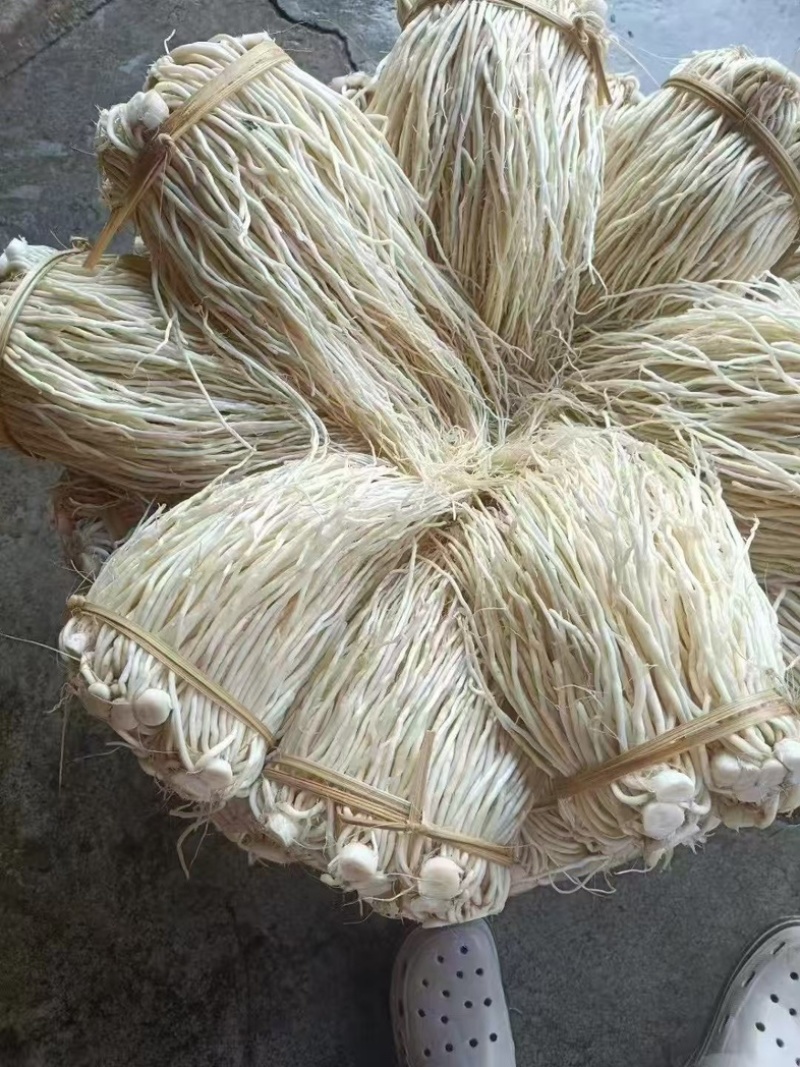 云南苤菜根