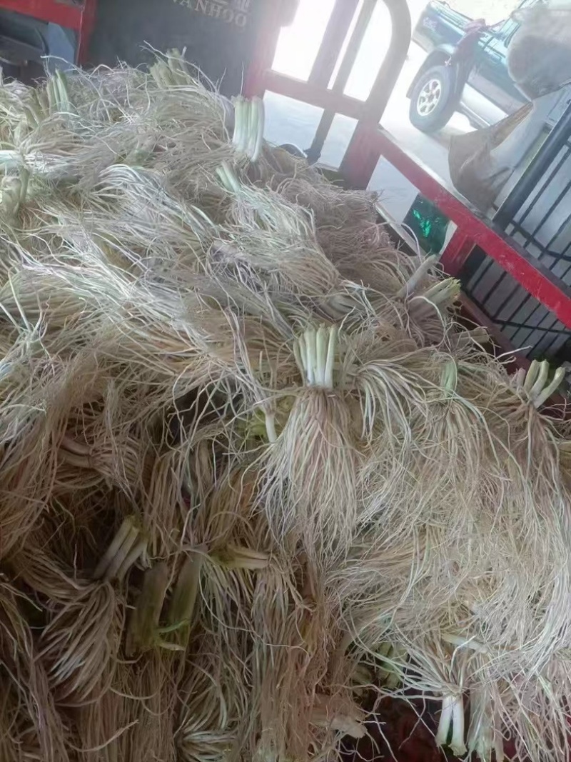 云南苤菜根