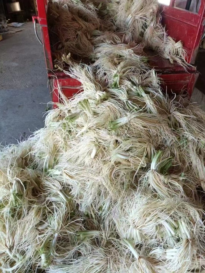 云南苤菜根