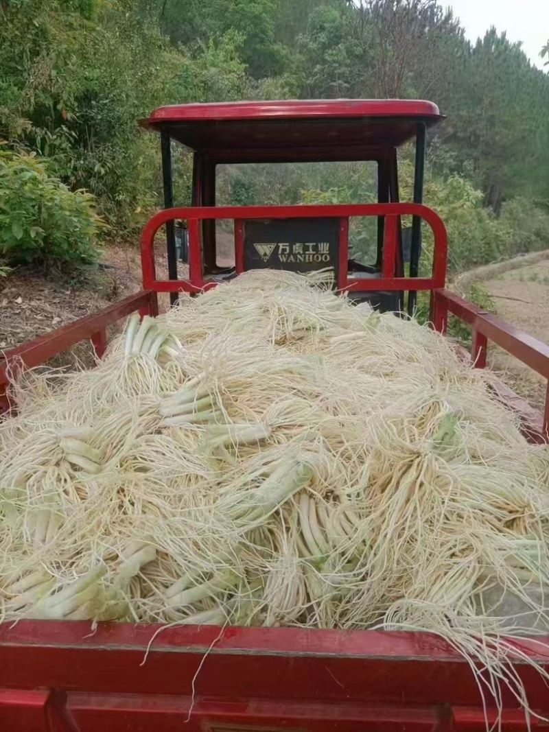 云南苤菜根