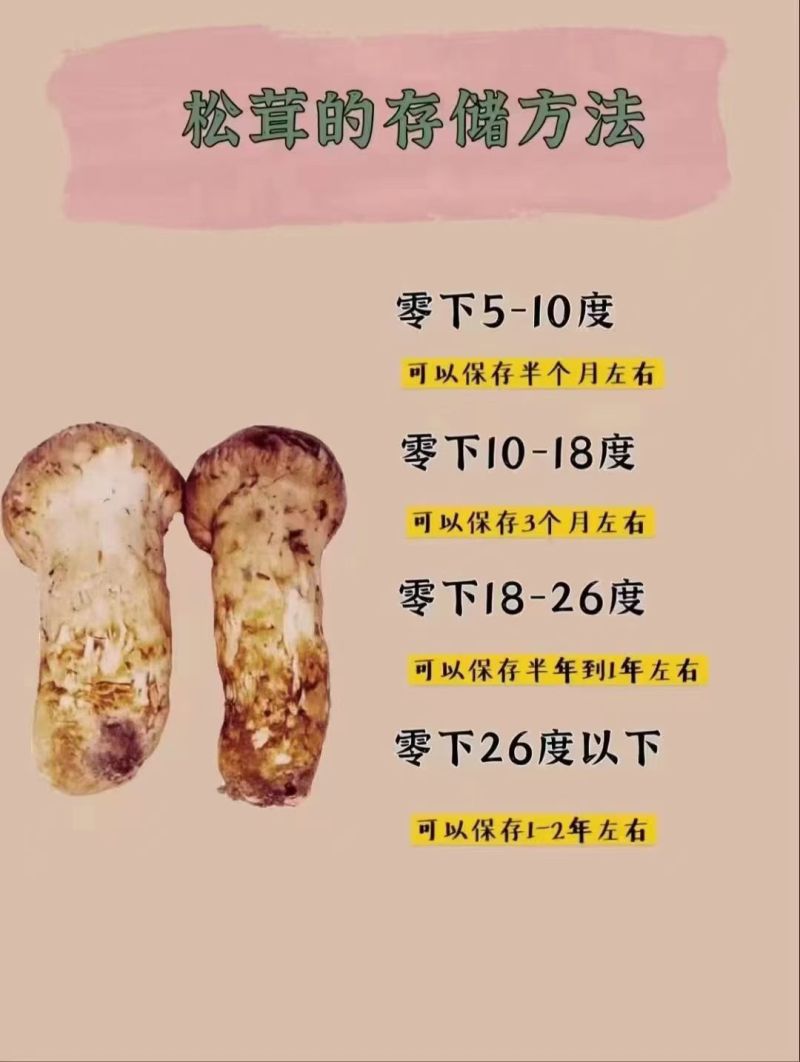 鲜松茸东北顺发货野生松茸每天价格不一样需要询价
