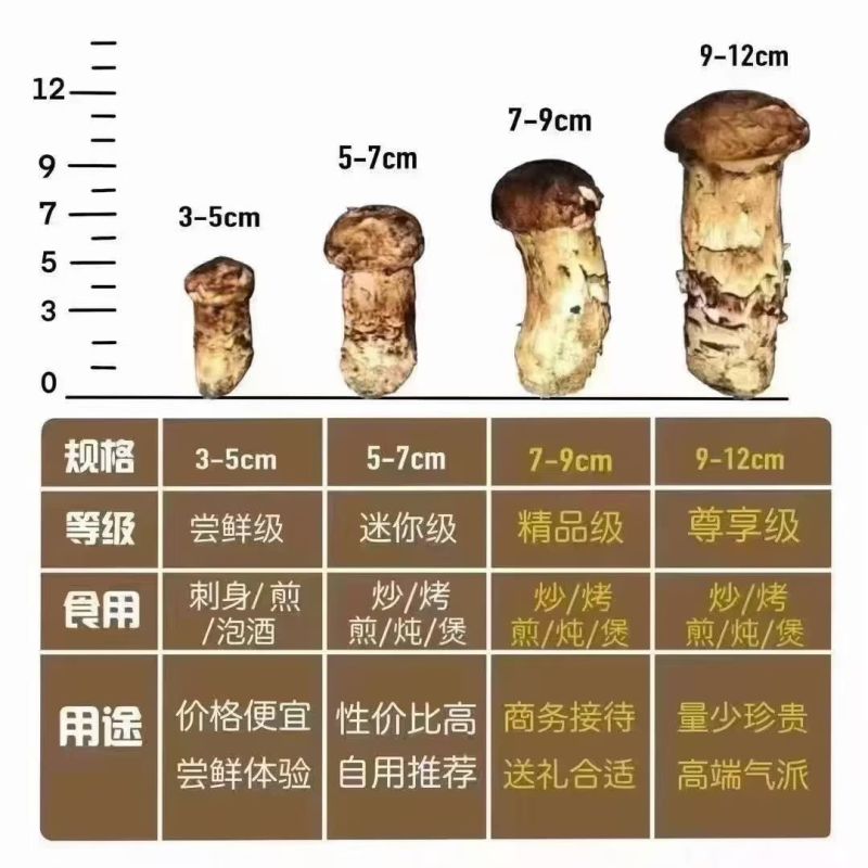 鲜松茸东北顺发货野生松茸每天价格不一样需要询价