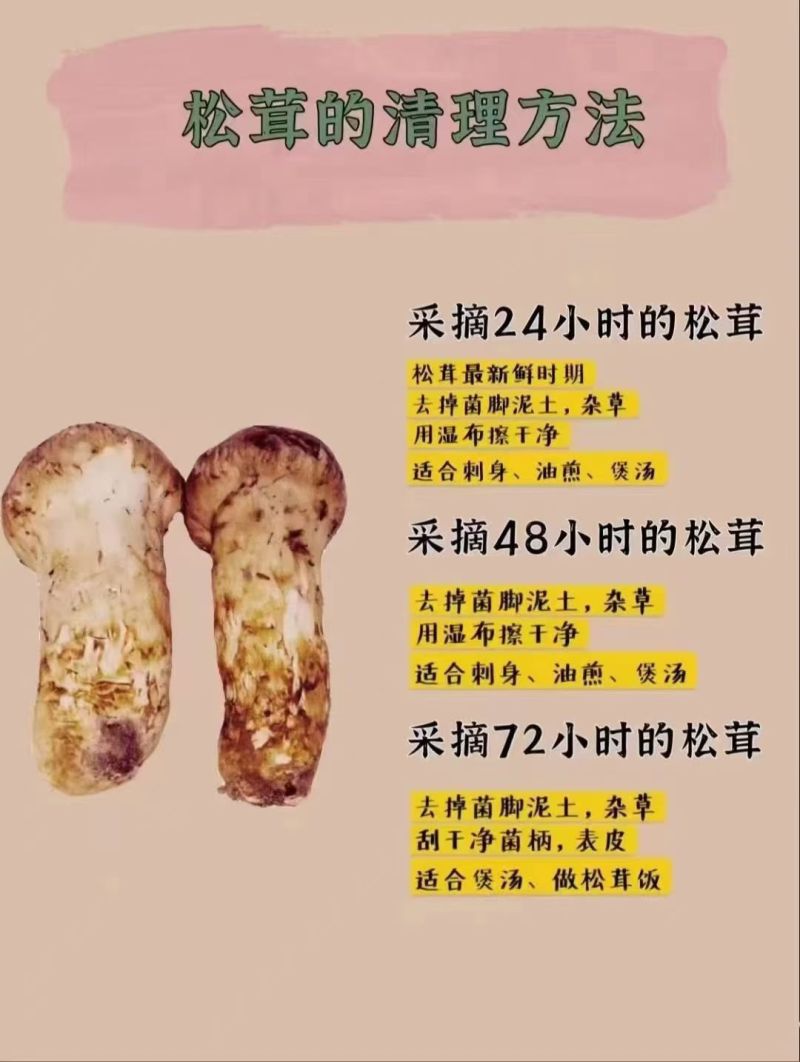 鲜松茸东北顺发货野生松茸每天价格不一样需要询价