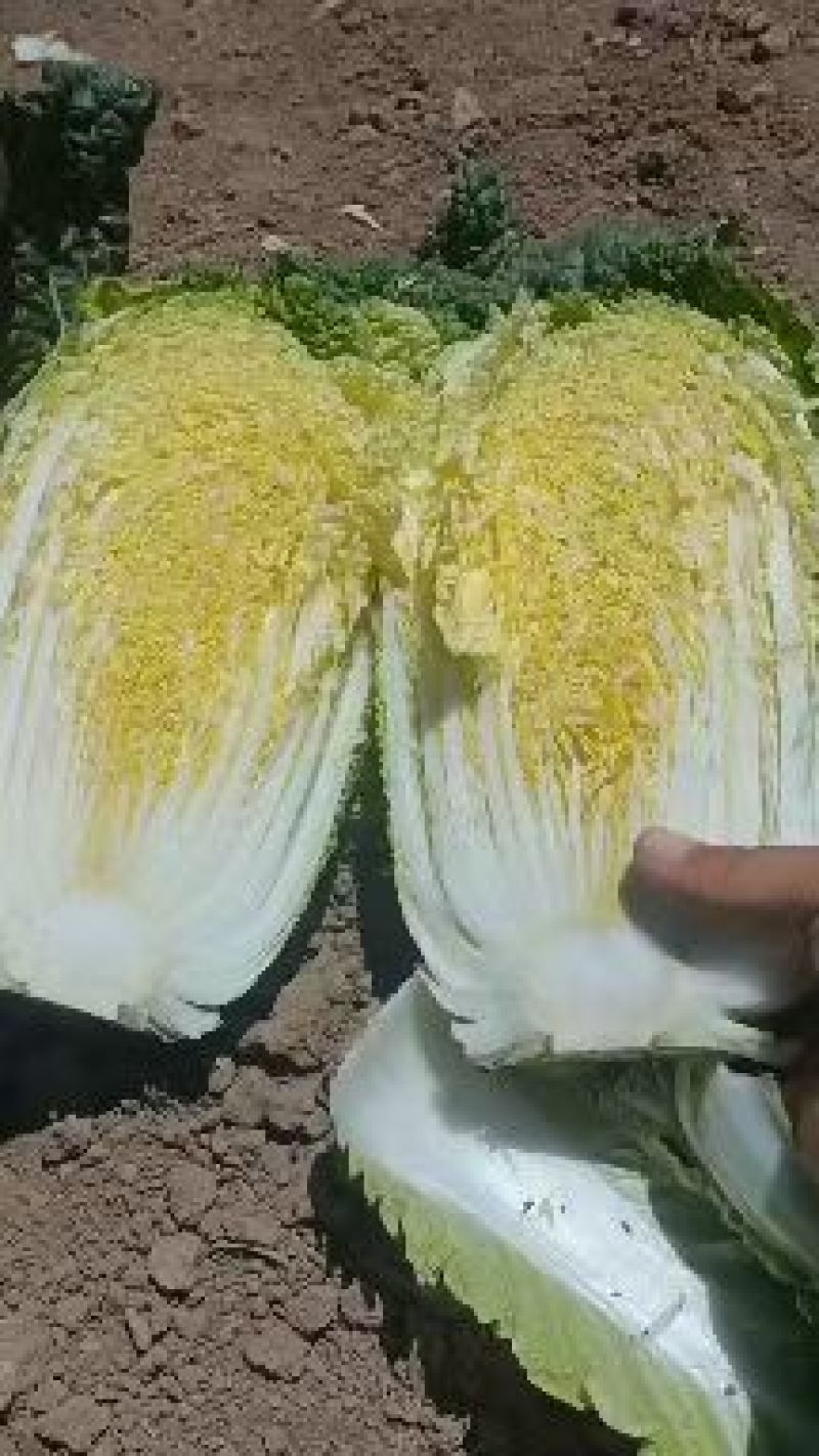 定西黄心娃娃菜个头均匀，口感鲜嫩，支持全国发货