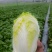 定西黄心娃娃菜个头均匀，口感鲜嫩，支持全国发货