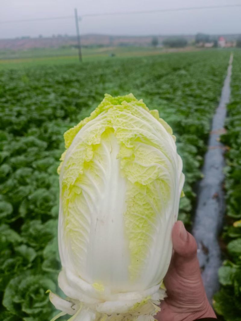 定西黄心娃娃菜个头均匀，口感鲜嫩，支持全国发货