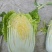定西黄心娃娃菜个头均匀，口感鲜嫩，支持全国发货