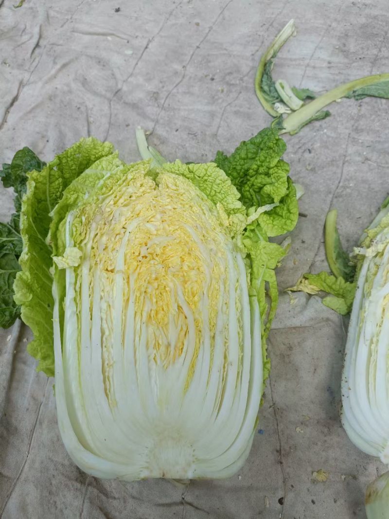 定西黄心娃娃菜个头均匀，口感鲜嫩，支持全国发货