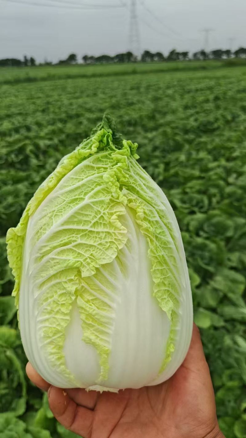 定西黄心娃娃菜个头均匀，口感鲜嫩，支持全国发货