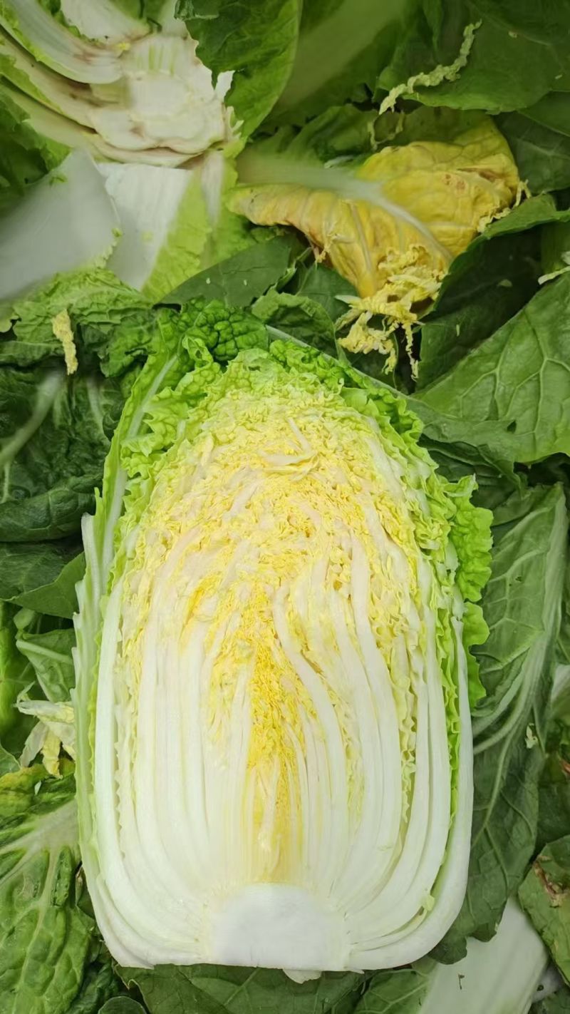 定西黄心娃娃菜个头均匀，口感鲜嫩，支持全国发货