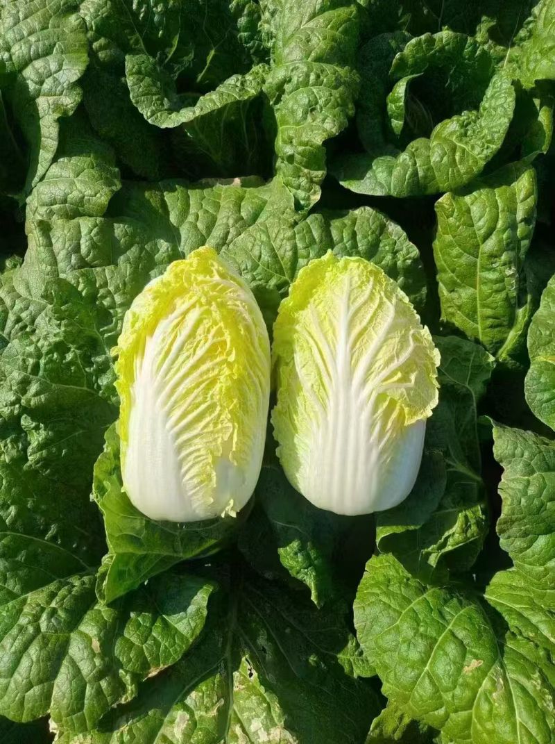 定西黄心娃娃菜个头均匀，口感鲜嫩，支持全国发货