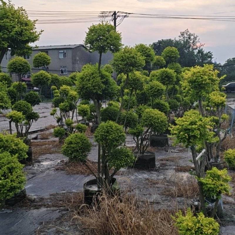 造型亮晶女贞