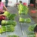 云南大理韭苔