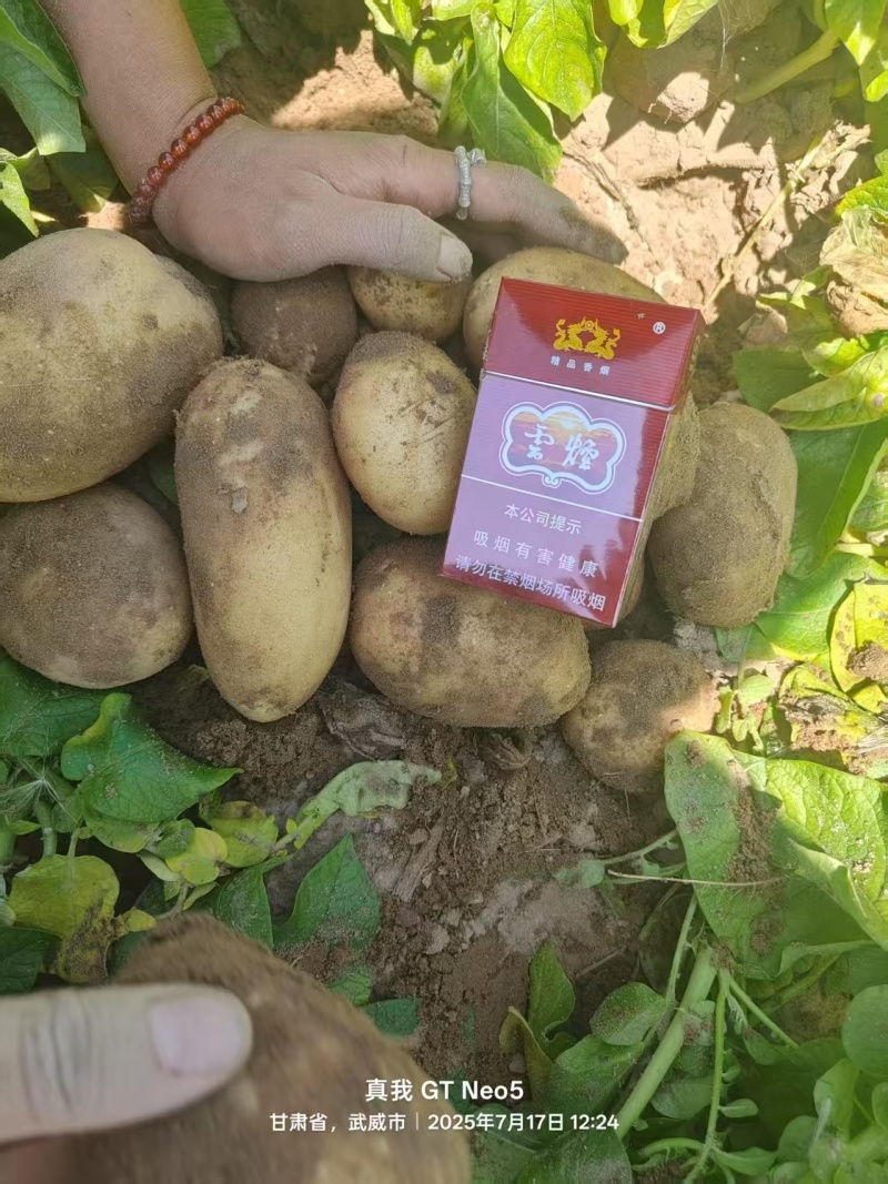 精选黄皮黄心沃土5号土豆，大量现货，可干洗~