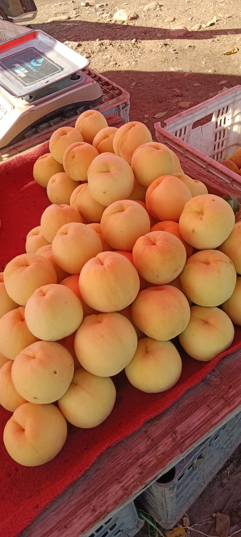 黄金蜜四号