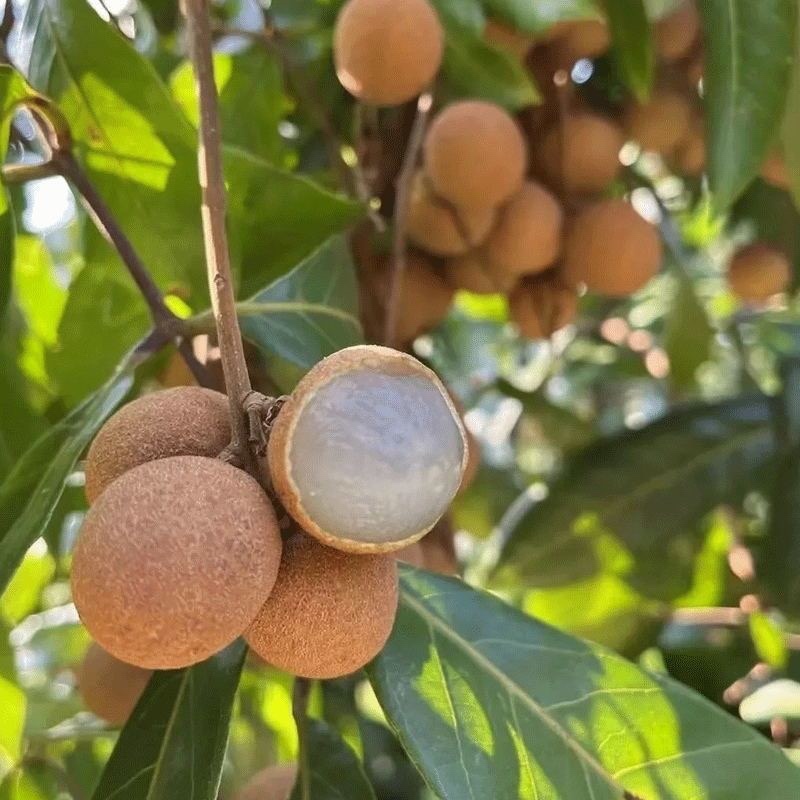 龙眼石硖储良新鲜原产地直发