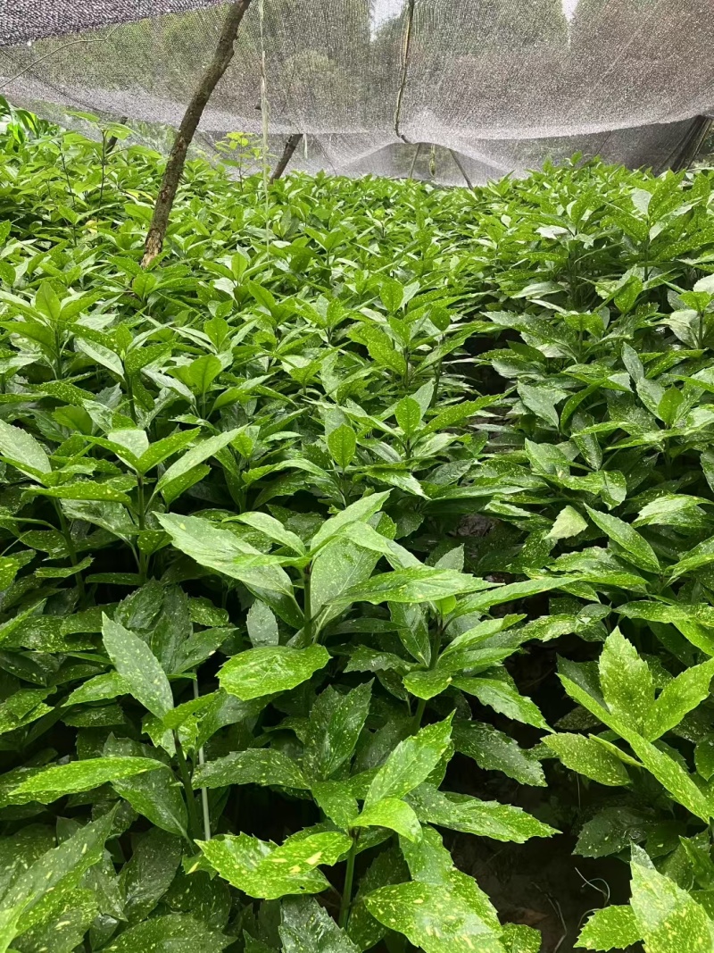 洒金珊瑚