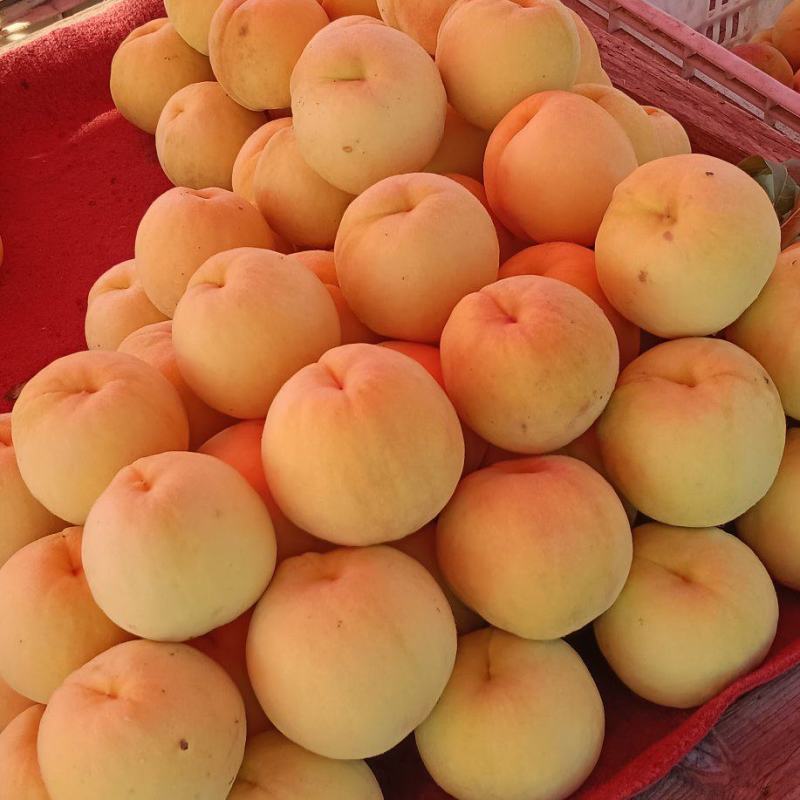 黄金蜜四号