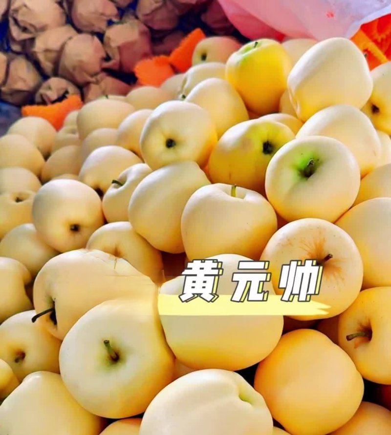 《黄金帅苹果》辽宁绥中产地直供/规格齐全货源充足量大