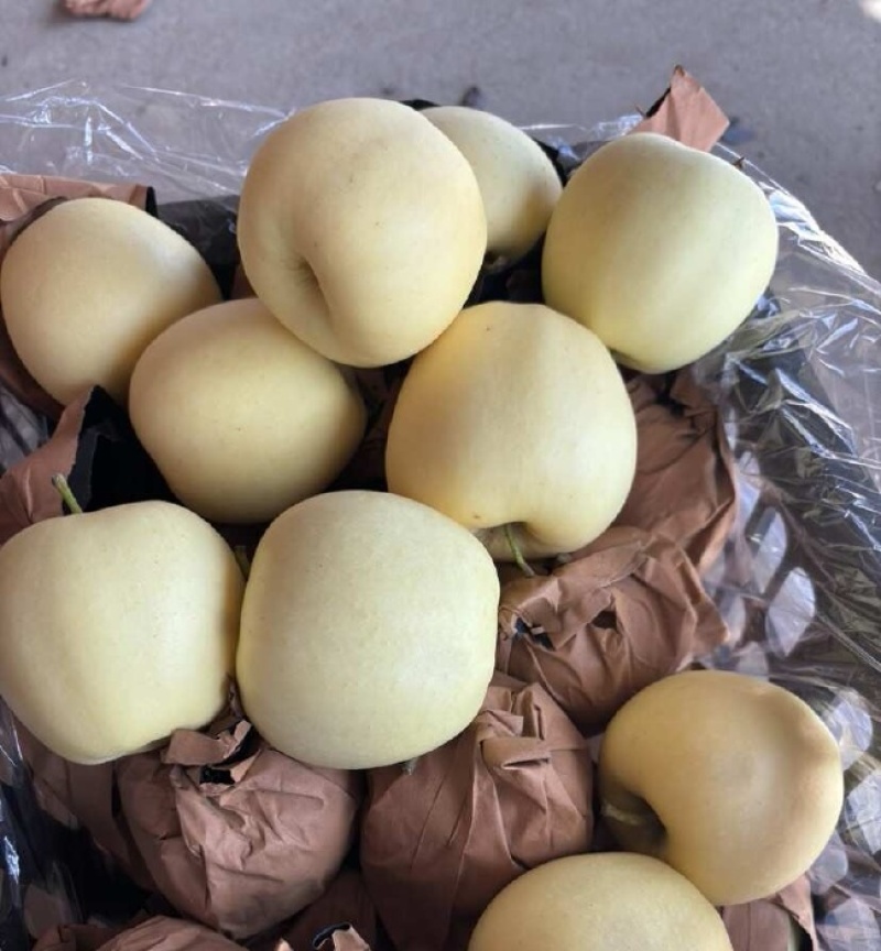 《黄金帅苹果》辽宁绥中产地直供/规格齐全货源充足量大