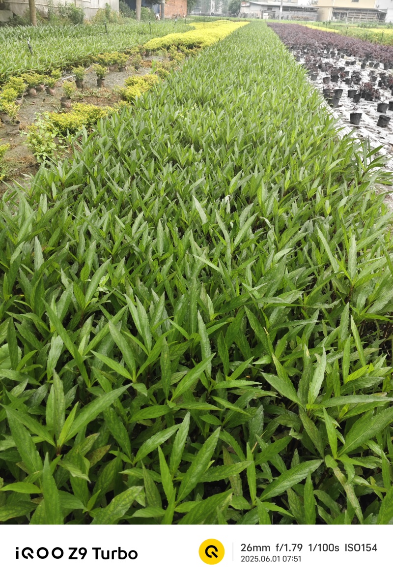 翠芦莉