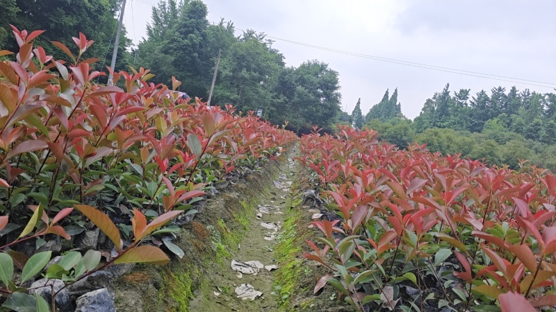 红叶石楠