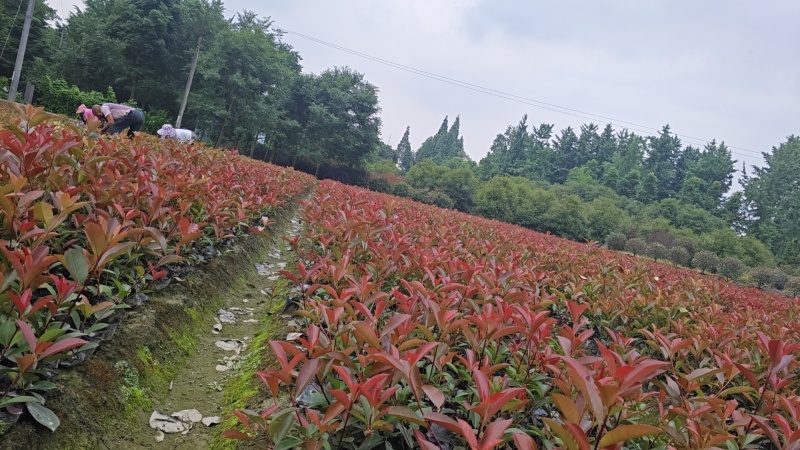 红叶石楠