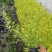 红叶石楠