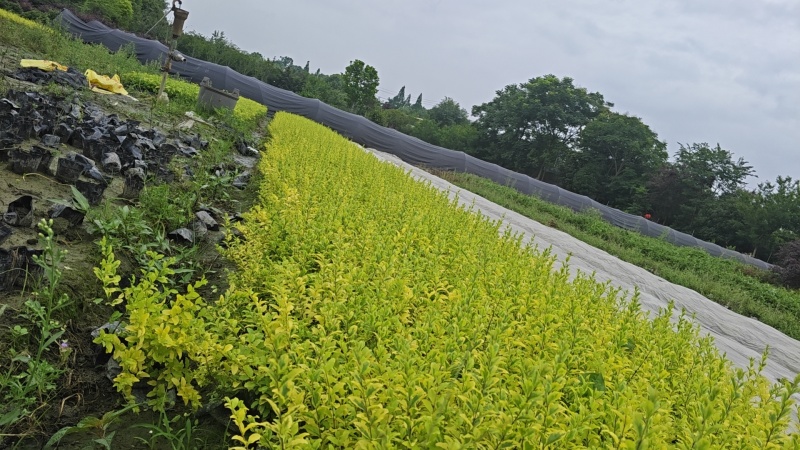 红叶石楠