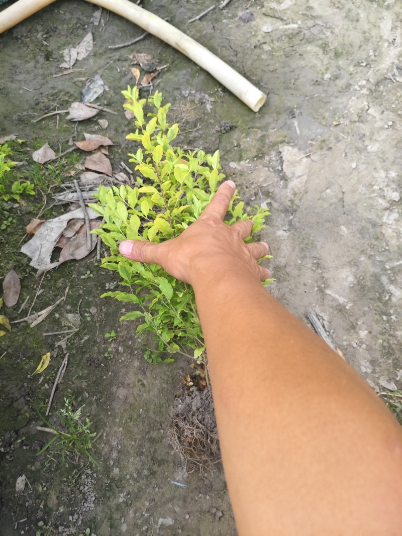 亮晶女贞