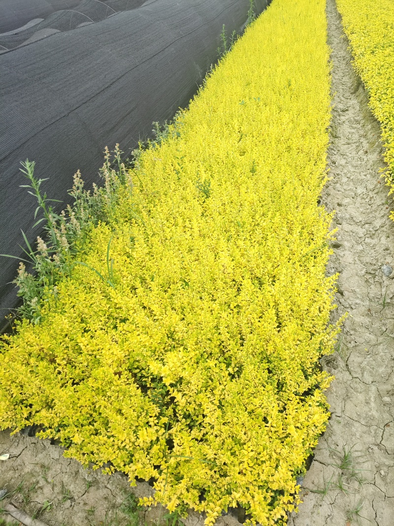 亮晶女贞