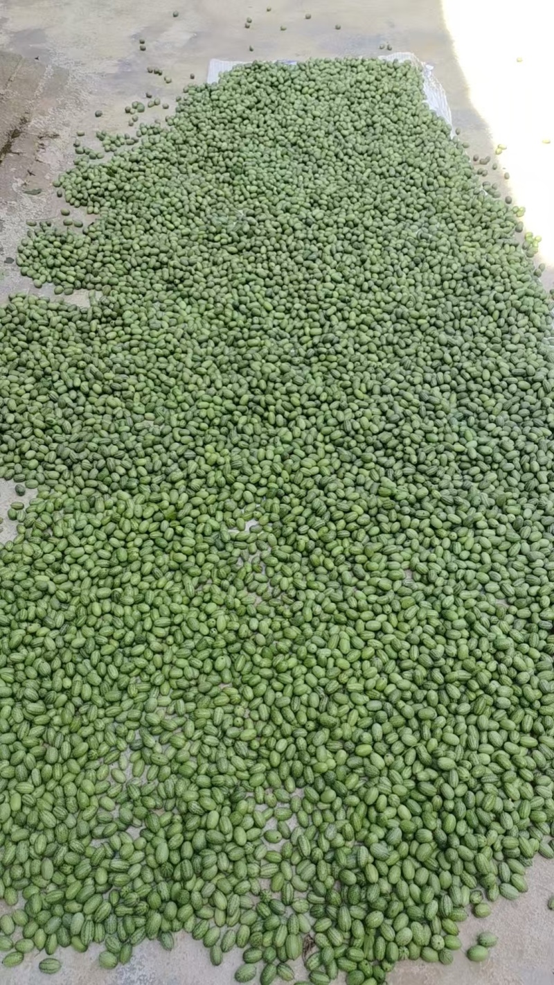 拇指西瓜现采现发高山富硒无污染农户种植