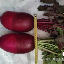 水果萝卜种子
