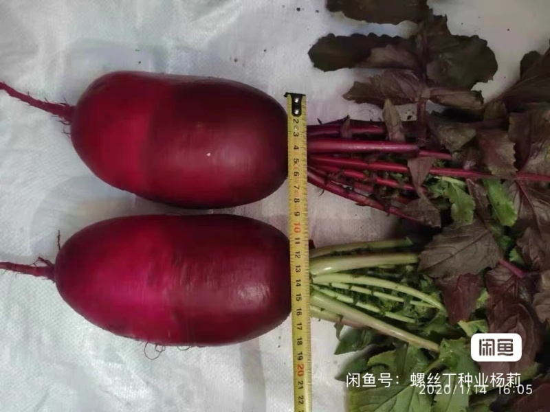 水果萝卜种子