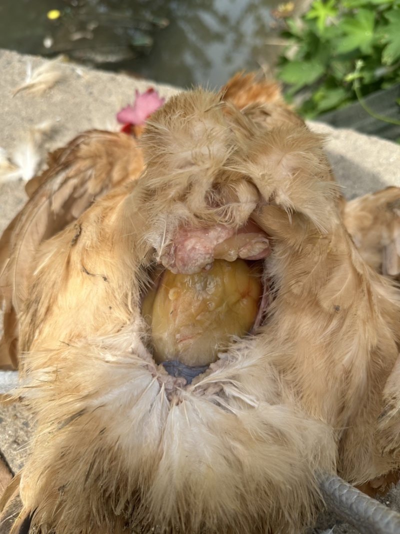 一年黄油三色腿老母鸡老公鸡