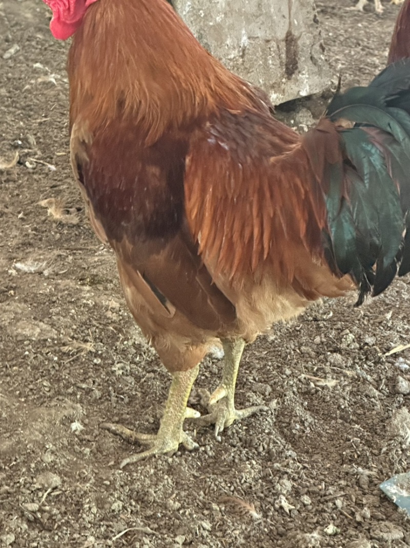 一年黄油三色腿老母鸡老公鸡