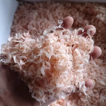 浙江东海淡干虾皮，量大的看过来。量大从优。