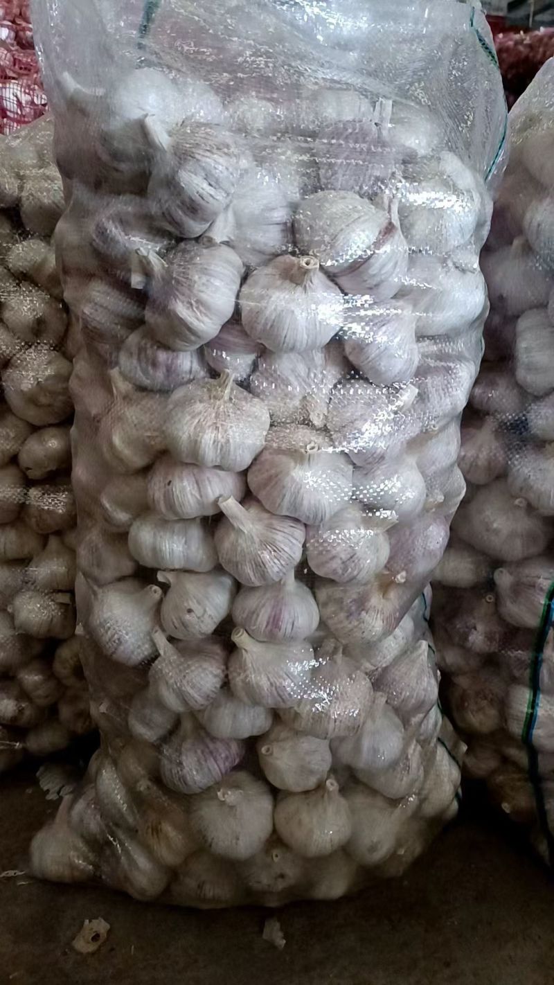 山东大蒜紫皮蒜人工挑选对接商超市场