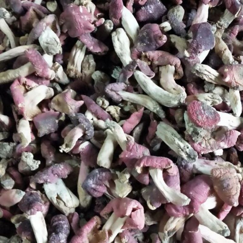 野生红菇干货