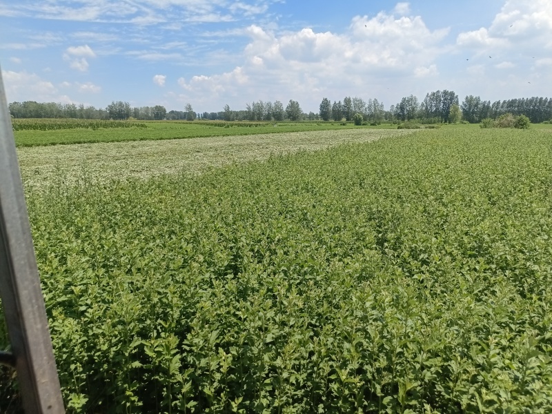 机打艾草梱基地自家种植大量现货供应，品质保证欢迎电联合作