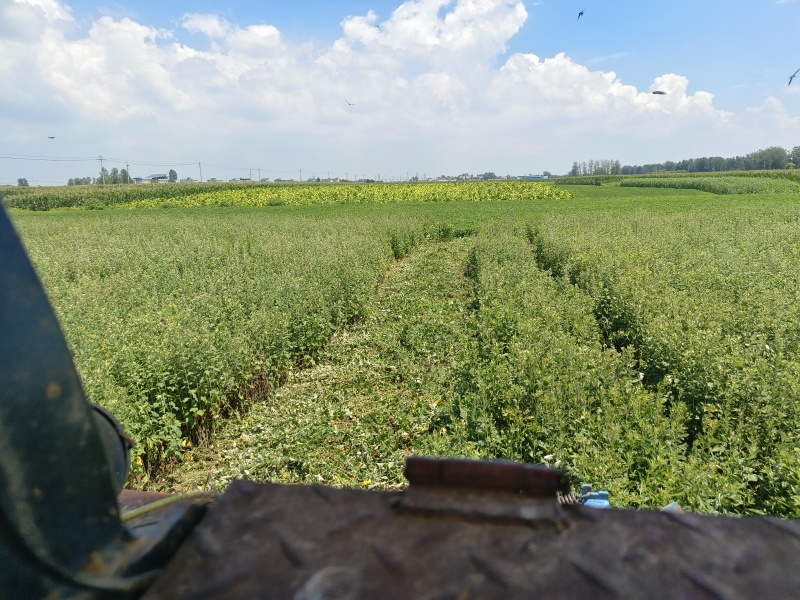 机打艾草梱基地自家种植大量现货供应，品质保证欢迎电联合作