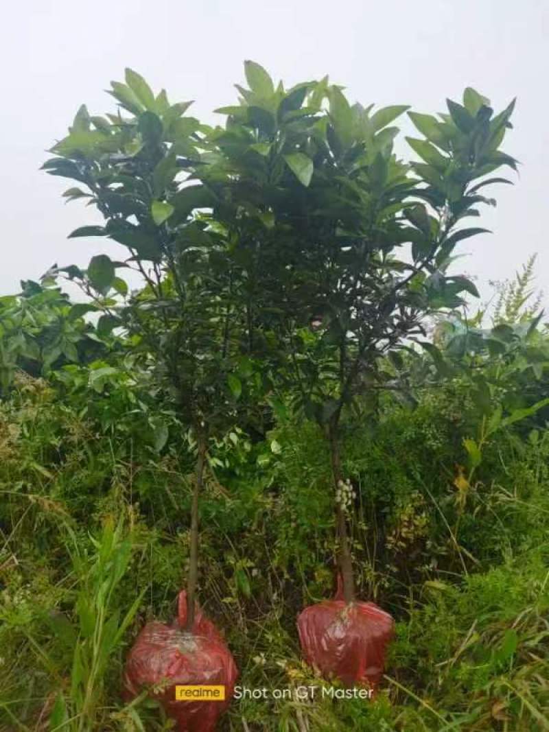 沃柑移植苗，包活，大杯苗，挂果杯苗，当年种当年挂果，